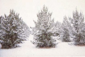 Archer Eldarica Afghan Pine early winter snow